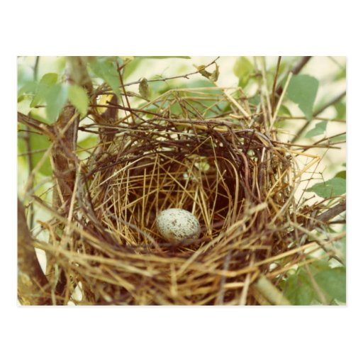 Cardinal's Nest Postcard