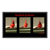 Cardinals Of Hawaii posters by KrisArts Cardinals Of Hawaii posters