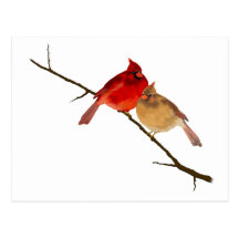 cardinals on a branch postcards