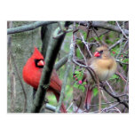 Cardinals ( Spring ) Post Card