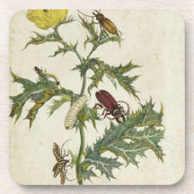Cardos Spinosus: Beetles and Caterpillars, plate 6 Beverage Coaster
