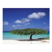 Caribbean, Aruba. Eagle Beach Post Card