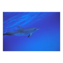 Caribbean, Bahamas Spotted dolphin