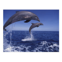 Caribbean, Bottlenose dolphins Tursiops 12 Postcard