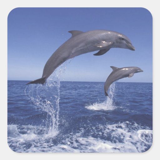 Caribbean, Bottlenose dolphins Tursiops 3 Sticker