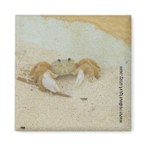 Caribbean Crab Magnet
