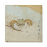 Caribbean Crab Magnet