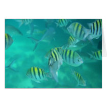 Caribbean Fish cards