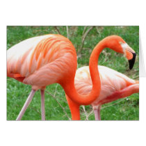 Caribbean Flamingo Card by ZoologicallyInclined Caribbean Flamingo Card