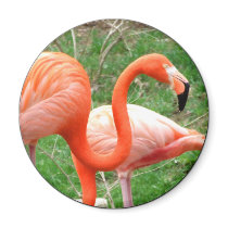 Caribbean Flamingo Magnet (Round)