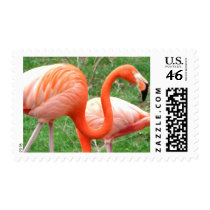 Caribbean Flamingo Postage Stamps