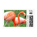 Caribbean Flamingo Postage Stamps