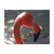 Caribbean Flamingo Post Cards