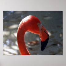 Caribbean Flamingo Poster