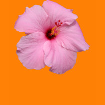Caribbean Flower t-shirts