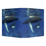 Caribbean, Greater Antilles archipelago, binders