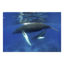 Caribbean, Greater Antilles archipelago,