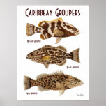 Caribbean Groupers Print