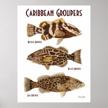 Caribbean Groupers Print