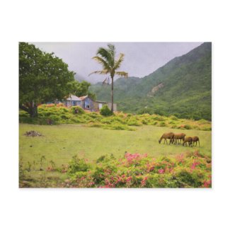 Caribbean Island Sheep and Traditional House Scene postcard