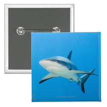 Caribbean reef shark (Carcharhinus perezi) Buttons