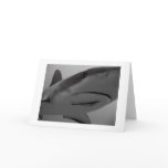 Caribbean Reef Shark cards