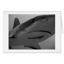 Caribbean Reef Shark Greeting Cards