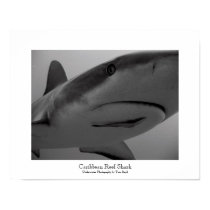 Caribbean Reef Shark posters