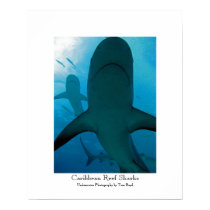 Caribbean Reef Sharks posters by tomboyd Caribbean Reef Sharks posters