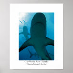 Caribbean Reef Sharks posters