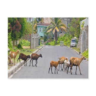 Caribbean Sheep on Island Road postcard