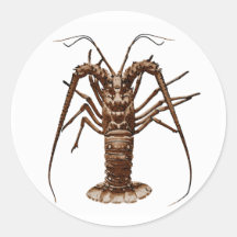 Caribbean Spiny Lobster Round Sticker