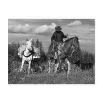 Cariboo Cowboy Horse and Mule Gifts postcards