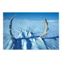 Caribou Antlers in the Snow posters