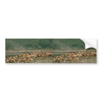 Caribou , Arctic National Wildlife Refuge bumper stickers