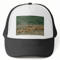 Caribou , Arctic National Wildlife Refuge hats
