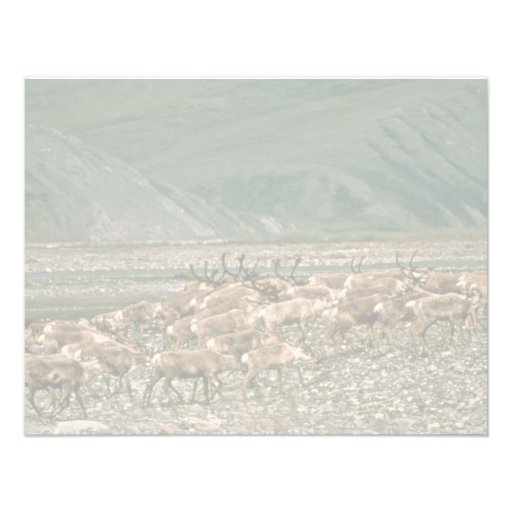 Caribou , Arctic National Wildlife Refuge Announcements