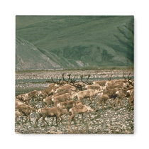 Caribou , Arctic National Wildlife Refuge magnets