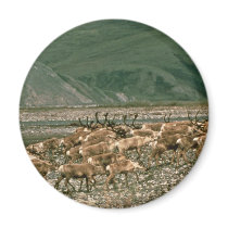 Caribou , Arctic National Wildlife Refuge magnets