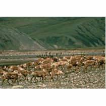 Caribou , Arctic National Wildlife Refuge photo sculptures