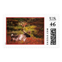 Caribou Bull in Autumn postage by lethanaylor24 Caribou Bull in Autumn postage
