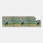 Caribou Bumper Sticker