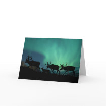Caribou cards