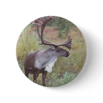 Caribou in Alaska buttons