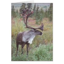 Caribou in Alaska cards