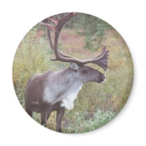 Caribou in Alaska magnets