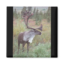 Caribou in Alaska magnets