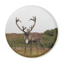 Caribou In Denali magnets
