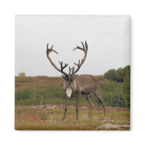 Caribou In Denali magnets
