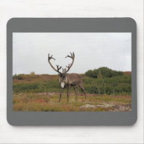 Caribou In Denali mousepads